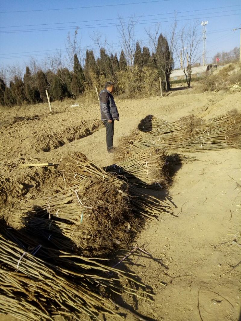 核桃苗100~150cm1~2年