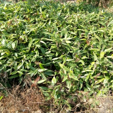 新鲜粽叶包粽粽香更持久