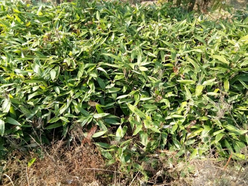 新鲜粽叶包粽粽香更持久