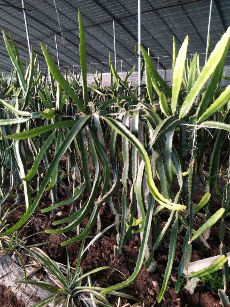 基地培育红心火龙果苗，品种齐全，50~80cm种苗