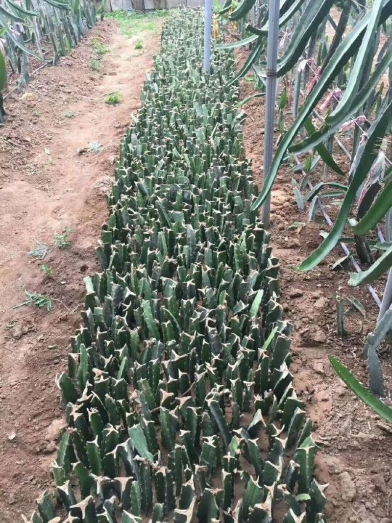 基地培育红心火龙果苗，品种齐全，50~80cm种苗
