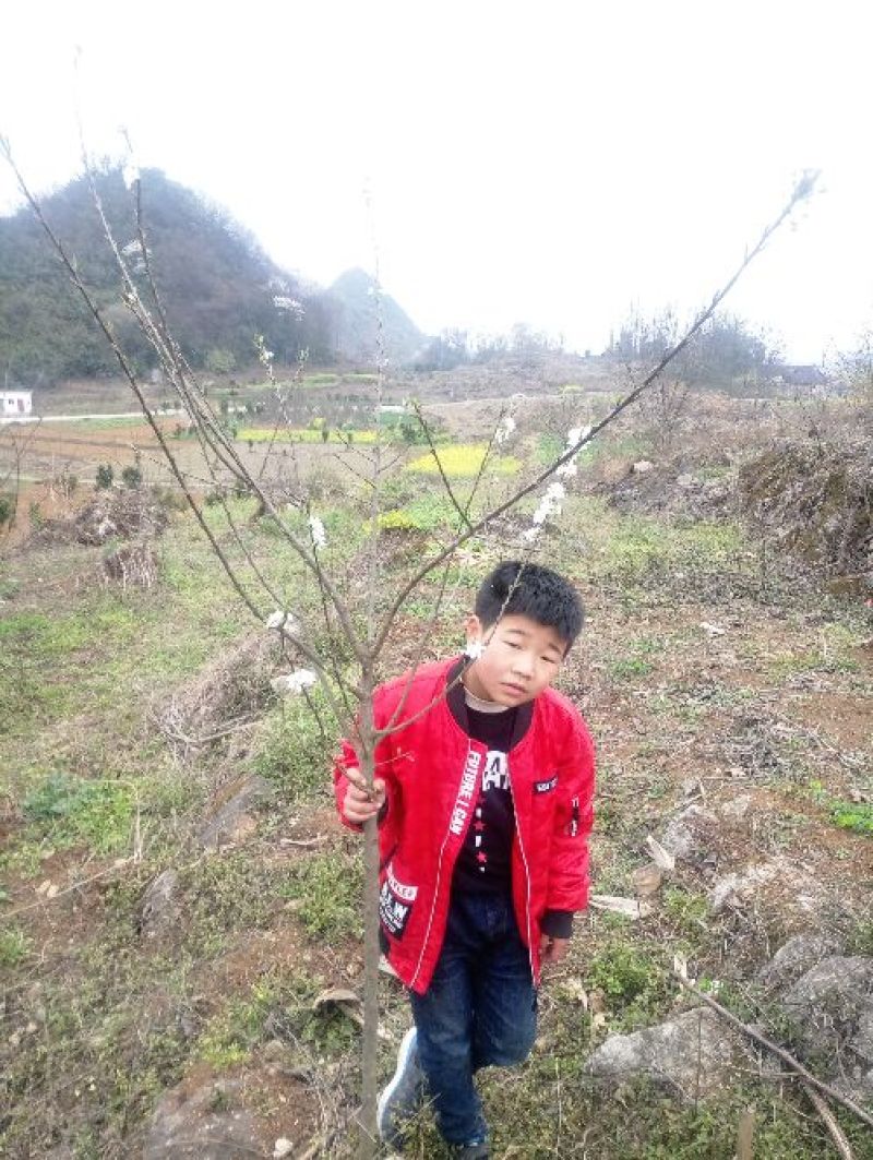 【李子苗】西梅李子苗美人醉西梅品种齐全正宗嫁接苗