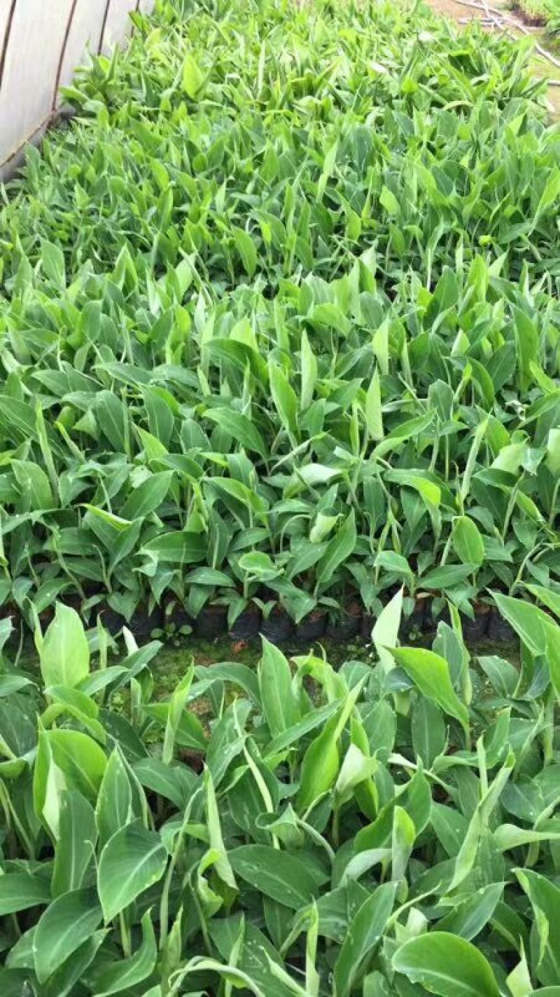 红香蕉苗一级良种1~2年