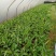 红香蕉苗一级良种1~2年