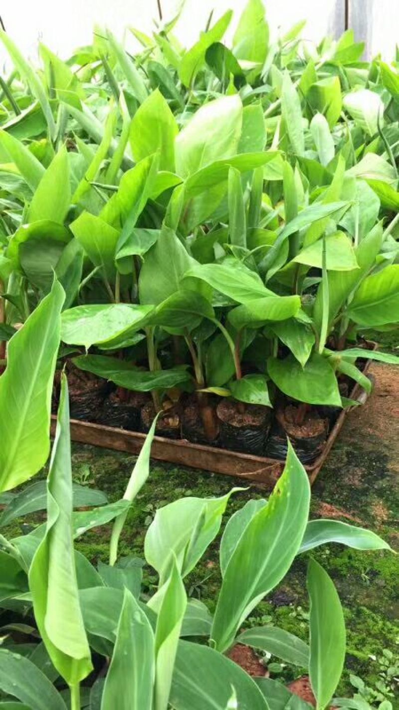 红香蕉苗一级良种1~2年