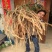 牛大力种苗30~45cm