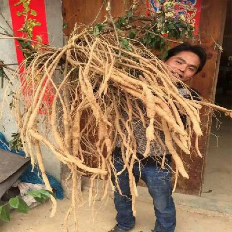 牛大力种苗30~45cm