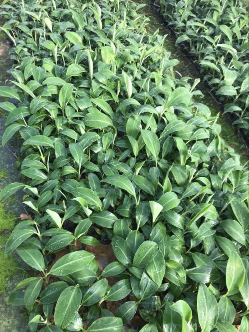 高州抗菌苹果粉蕉苗基地供应