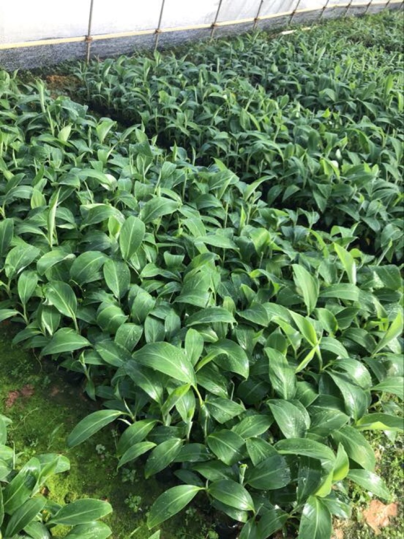高州抗菌苹果粉蕉苗基地供应