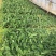高州抗菌苹果粉蕉苗基地供应