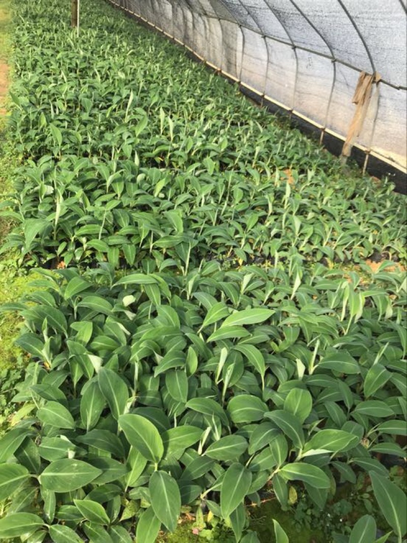 高州抗菌苹果粉蕉苗基地供应
