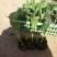 高州抗菌苹果粉蕉苗基地供应