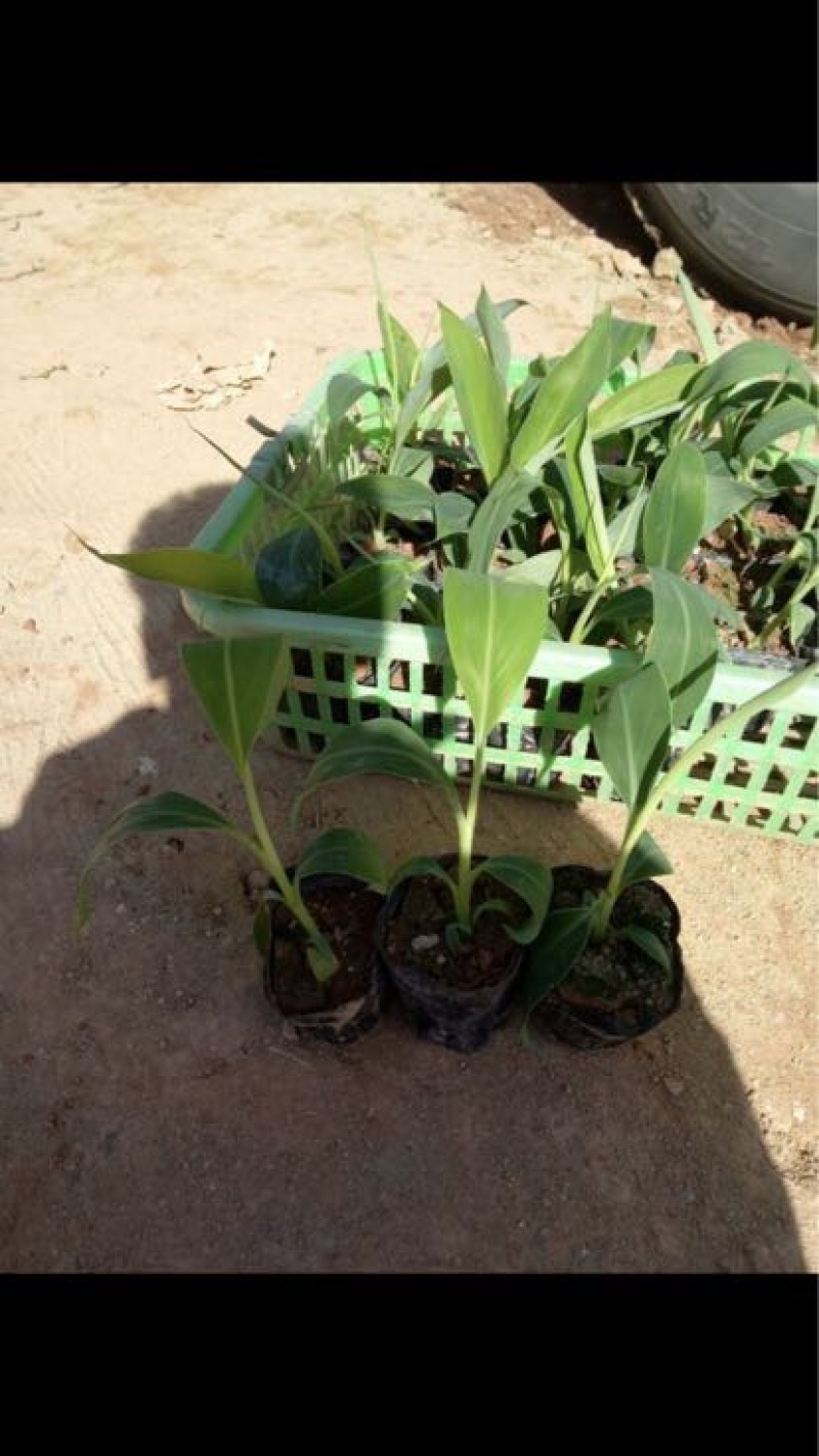 高州抗菌苹果粉蕉苗基地供应