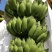 高州抗菌苹果粉蕉苗基地供应