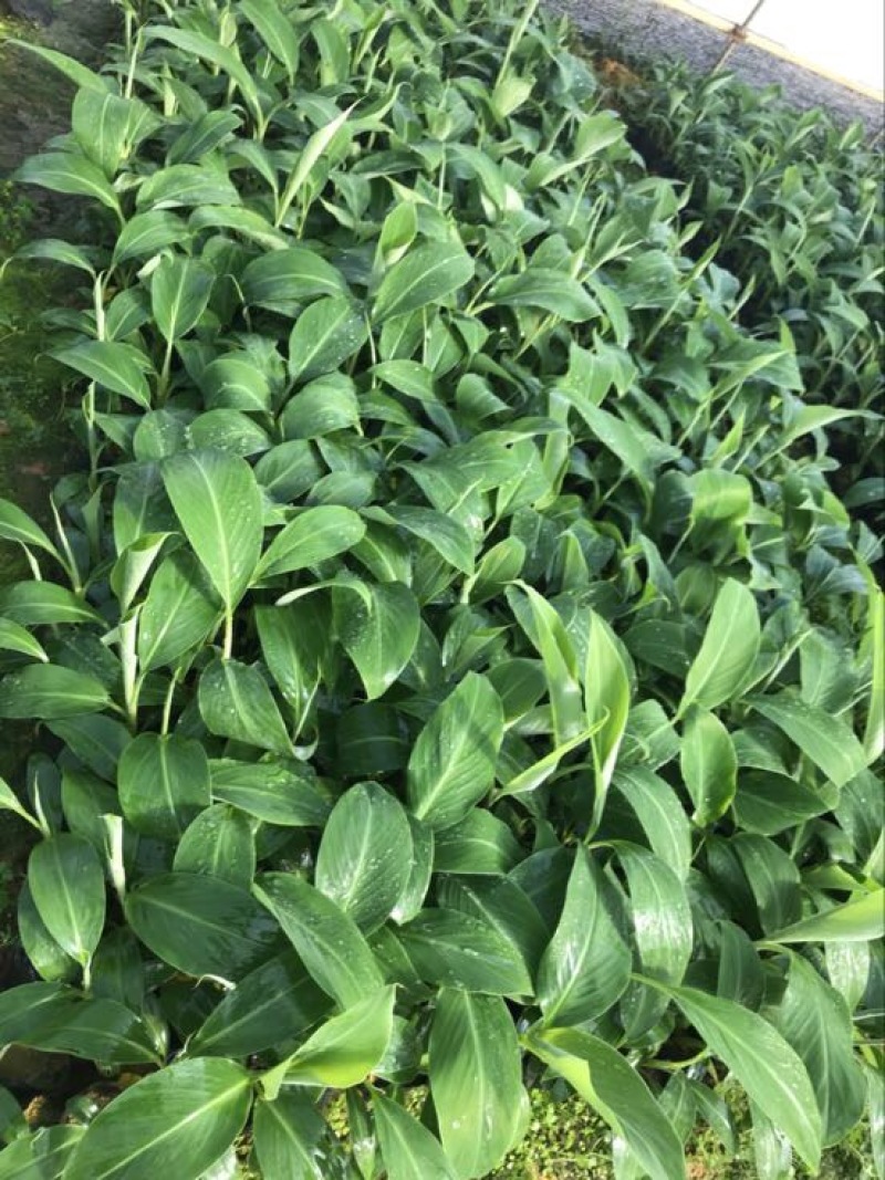 高州抗菌苹果粉蕉苗基地供应