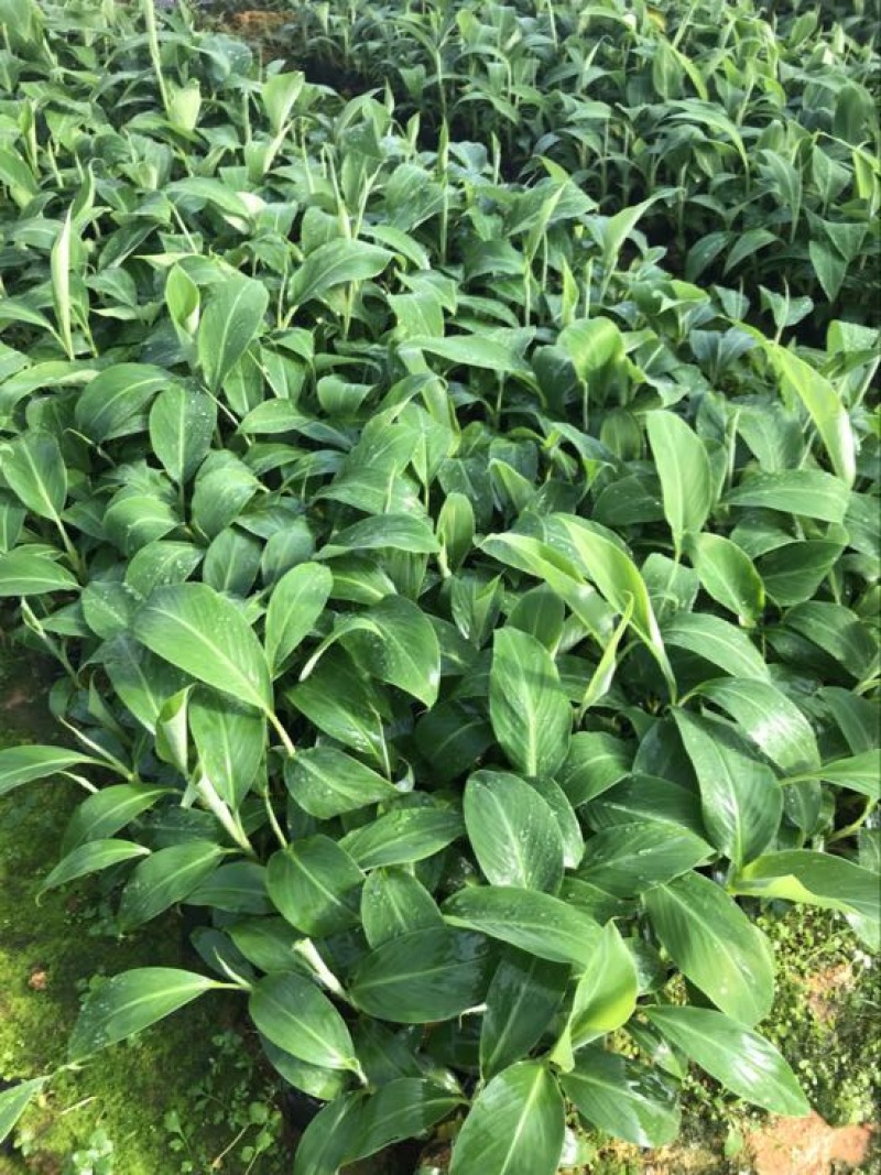 高州抗菌苹果粉蕉苗基地供应