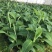 高州抗菌苹果粉蕉苗基地供应