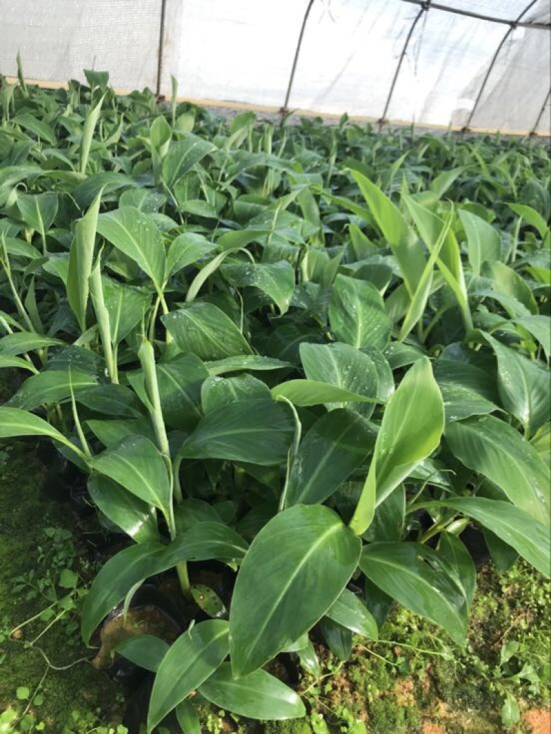 高州抗菌苹果粉蕉苗基地供应