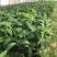 高州抗菌苹果粉蕉苗基地供应