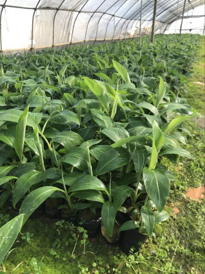 高州抗菌苹果粉蕉苗基地供应