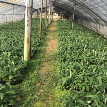 高州抗菌苹果粉蕉苗基地供应