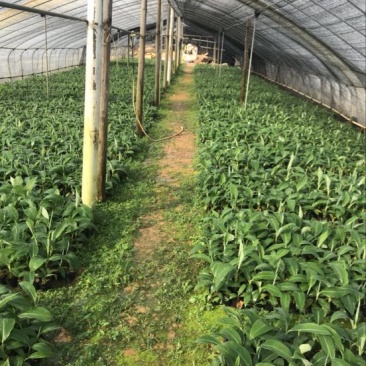 高州抗菌苹果粉蕉苗基地供应