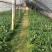 高州抗菌苹果粉蕉苗基地供应