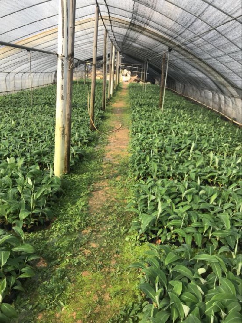 高州抗菌苹果粉蕉苗基地供应