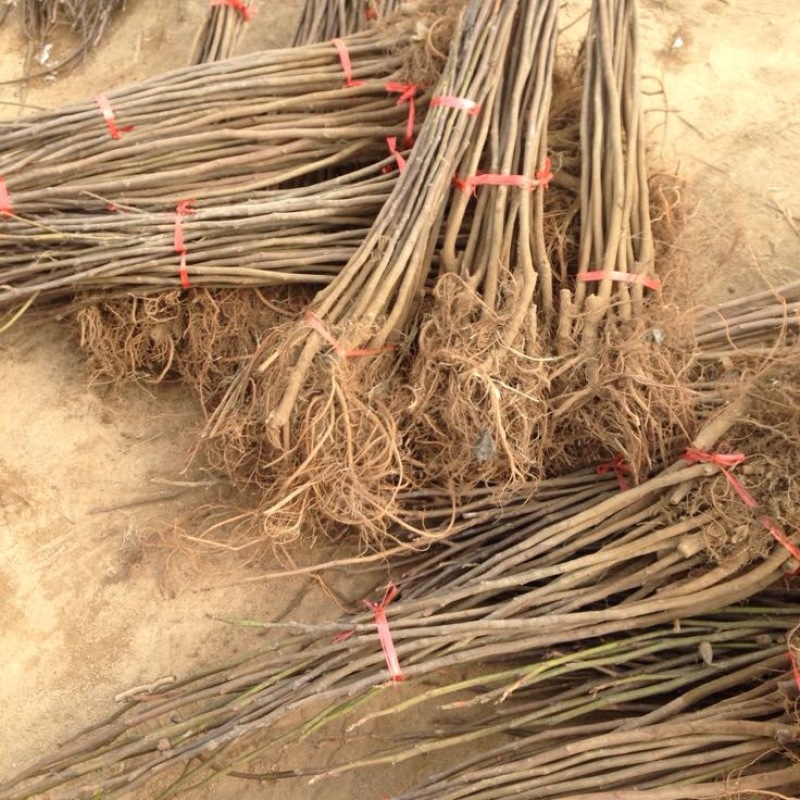无花果树苗金傲芬波姬红1.5~2m