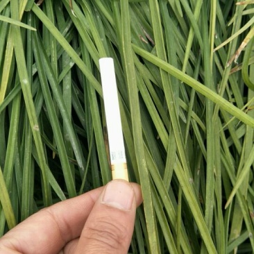 麦冬草