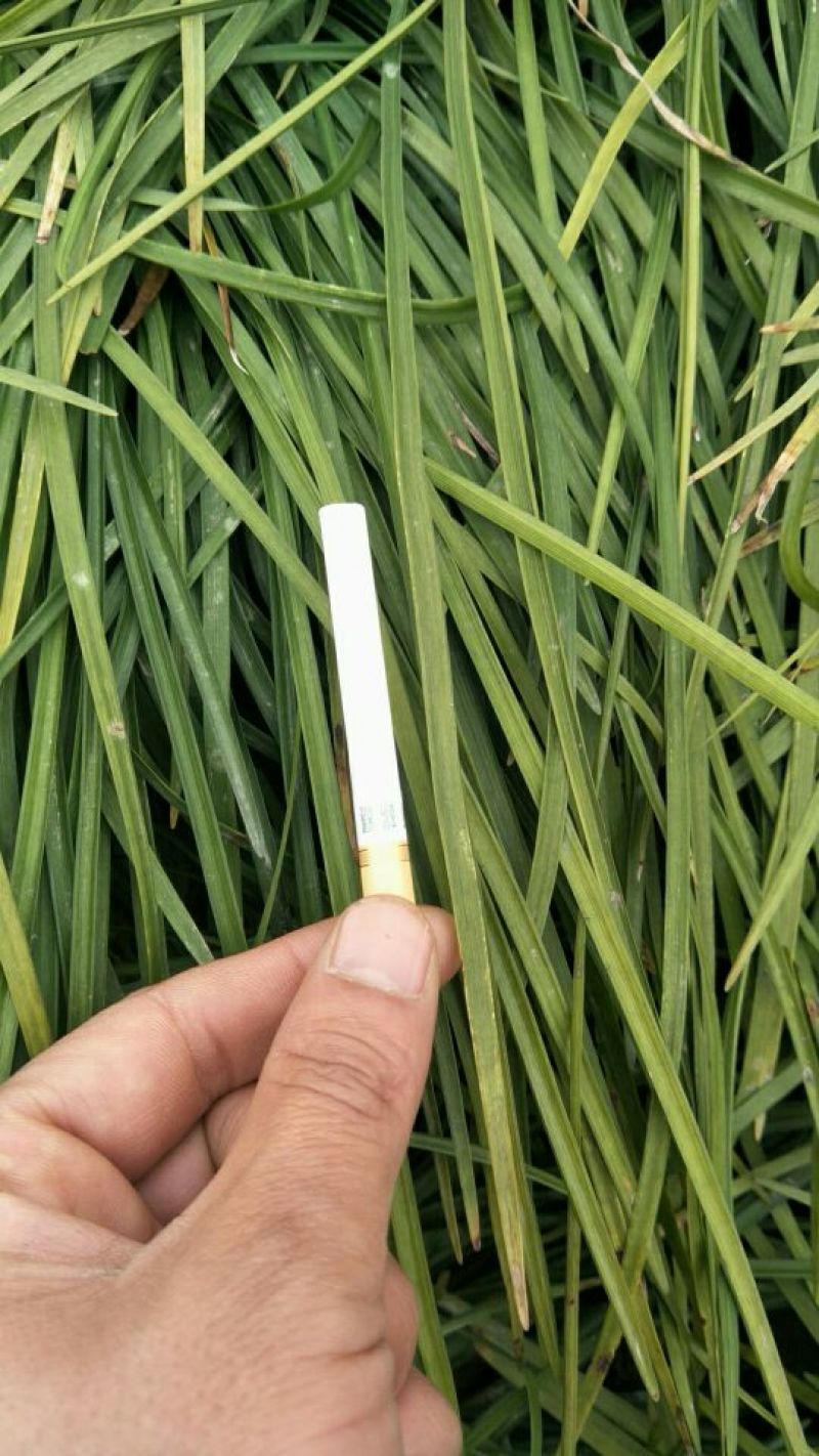 麦冬草