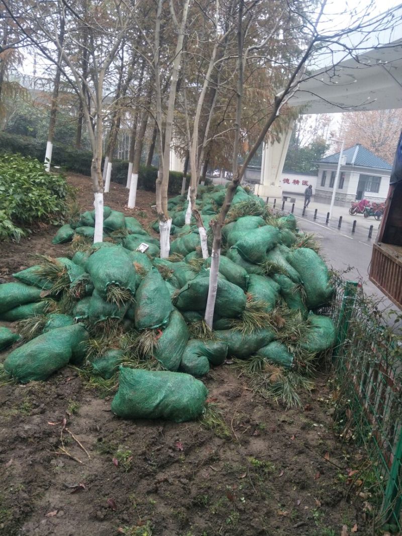 麦冬草