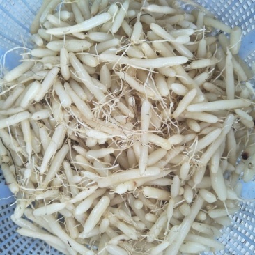 麦冬