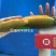 鸭嘴鱼苗支持送货上门货到付款