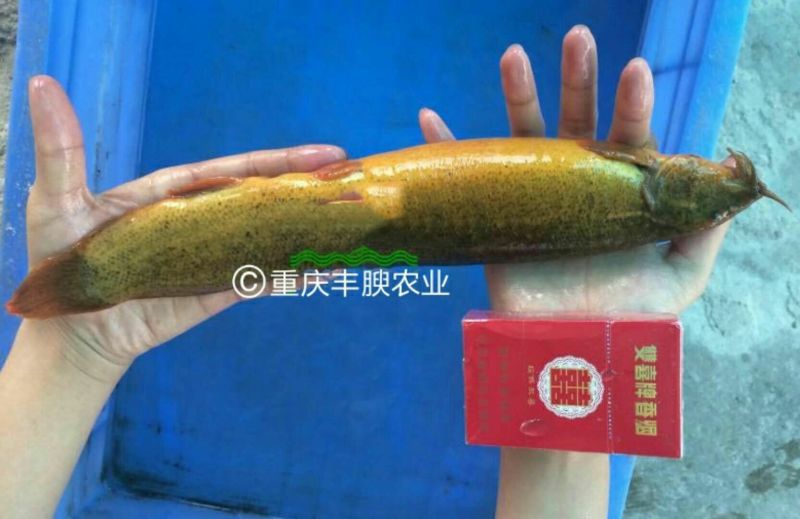 鸭嘴鱼苗支持送货上门货到付款