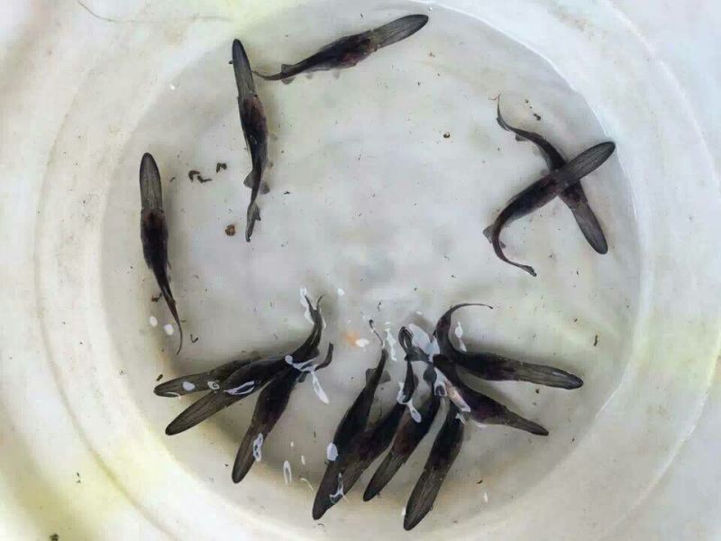 鸭嘴鱼苗支持送货上门货到付款