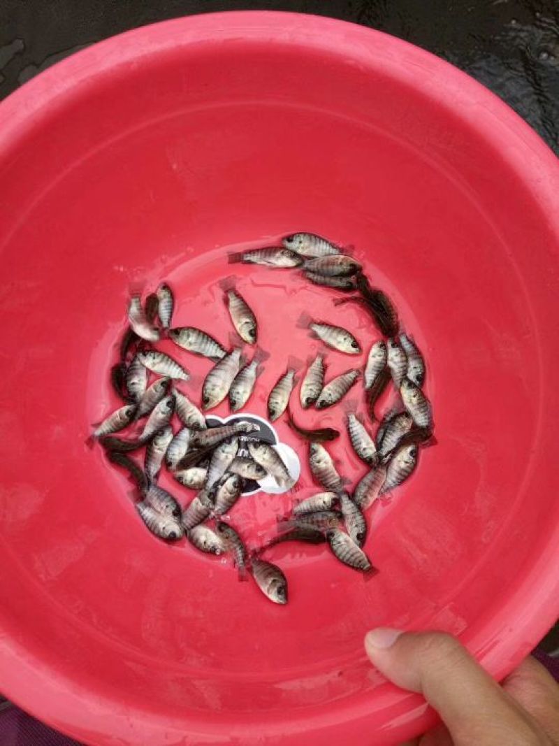 罗非鱼苗全雄罗非鱼鱼苗
