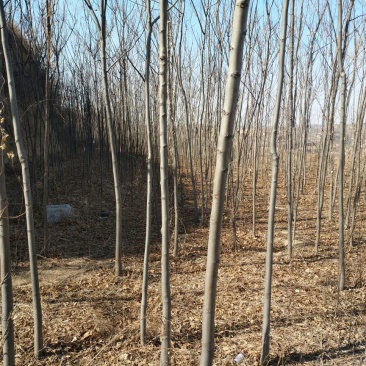 黄山栾树2~4cm4cm以下3.5~4米