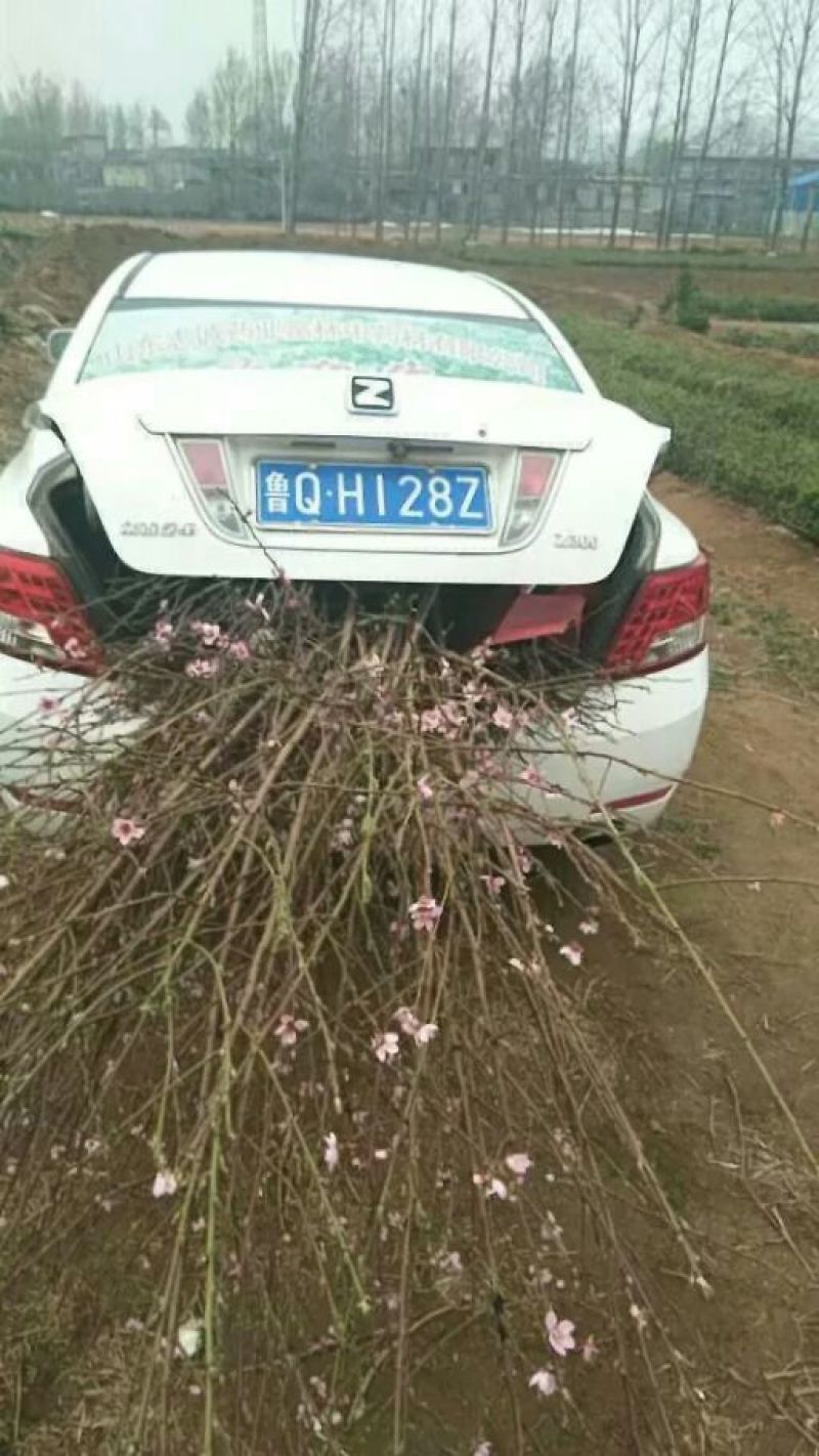 早中晚嫁接苗，实生桃苗，基地直供现挖现卖，死苗补发。