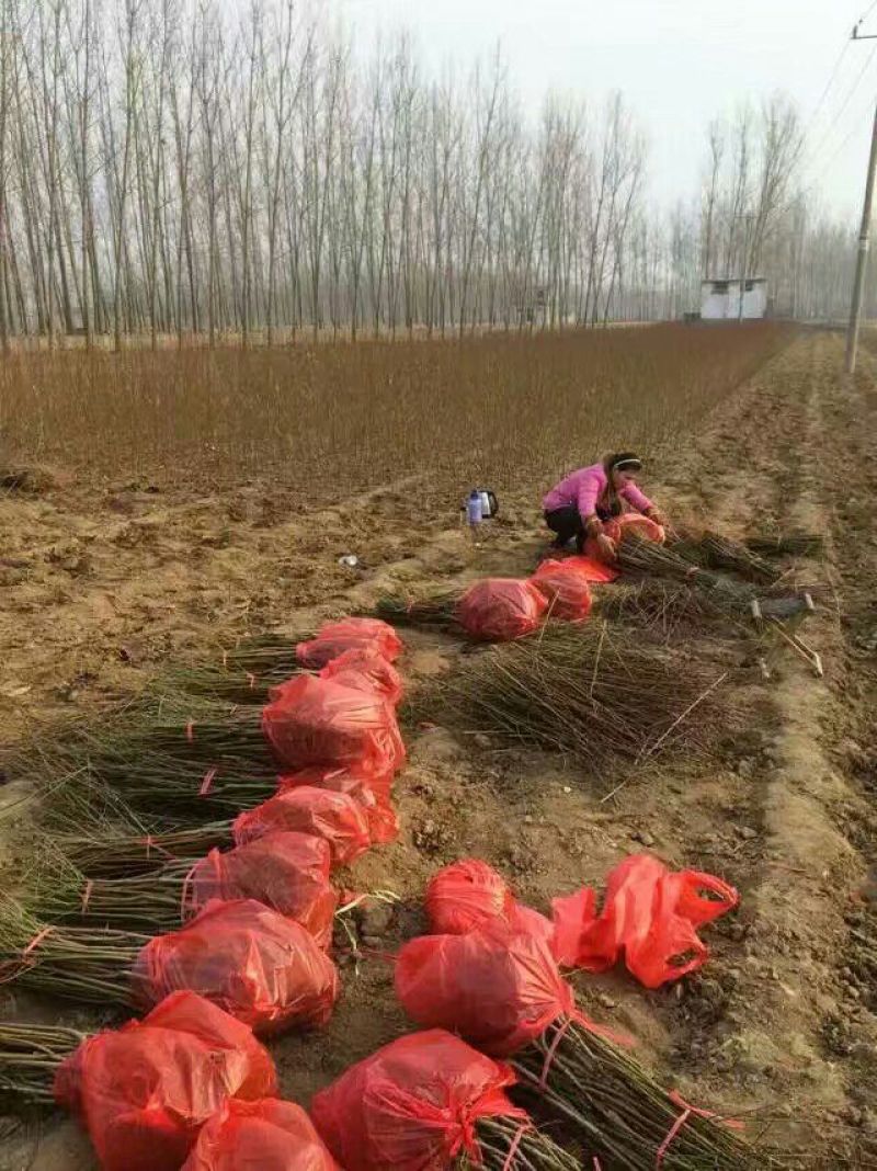 早中晚嫁接苗，实生桃苗，基地直供现挖现卖，死苗补发。