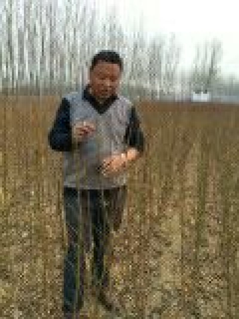 早中晚嫁接苗，实生桃苗，基地直供现挖现卖，死苗补发。