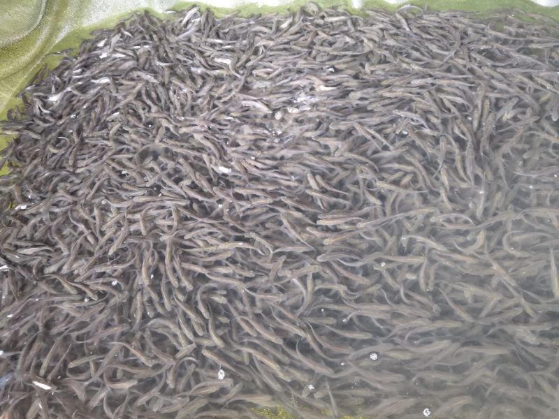 银鳕鱼鱼苗出售