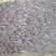 银鳕鱼鱼苗出售