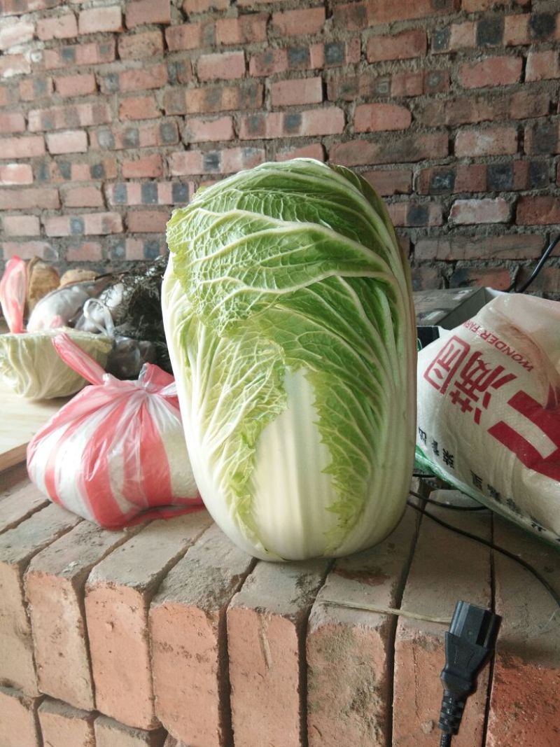 青杂三号白菜净菜3~5斤