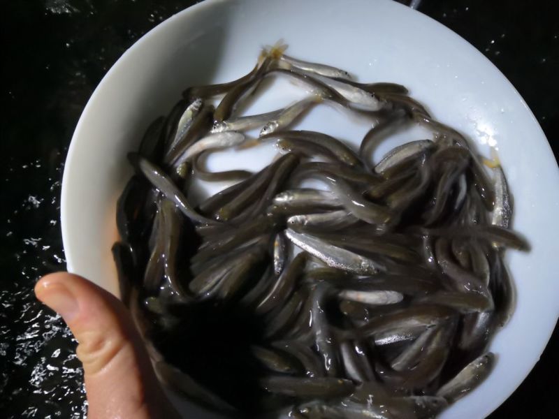 银鳕鱼鱼苗出售