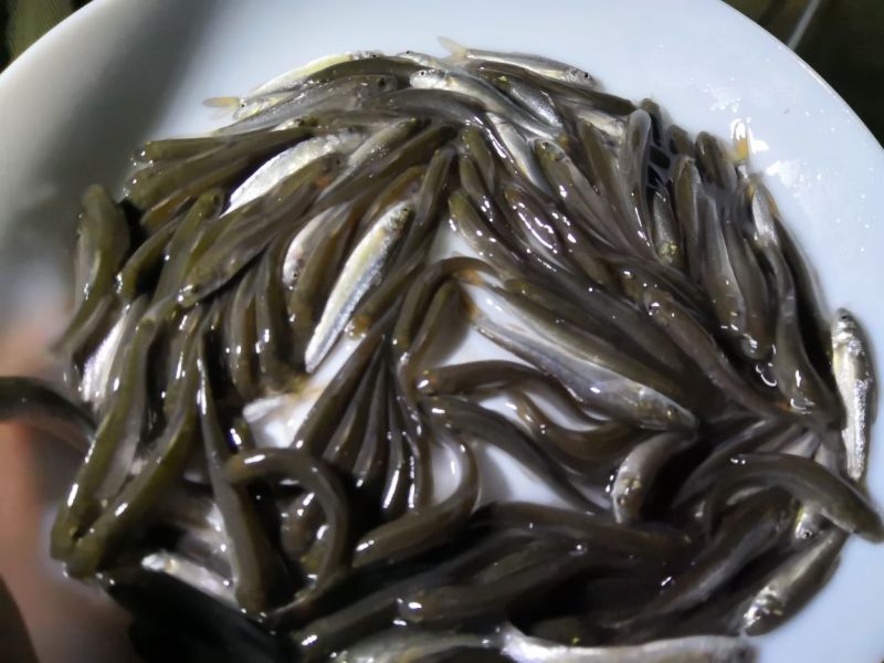 银鳕鱼鱼苗出售