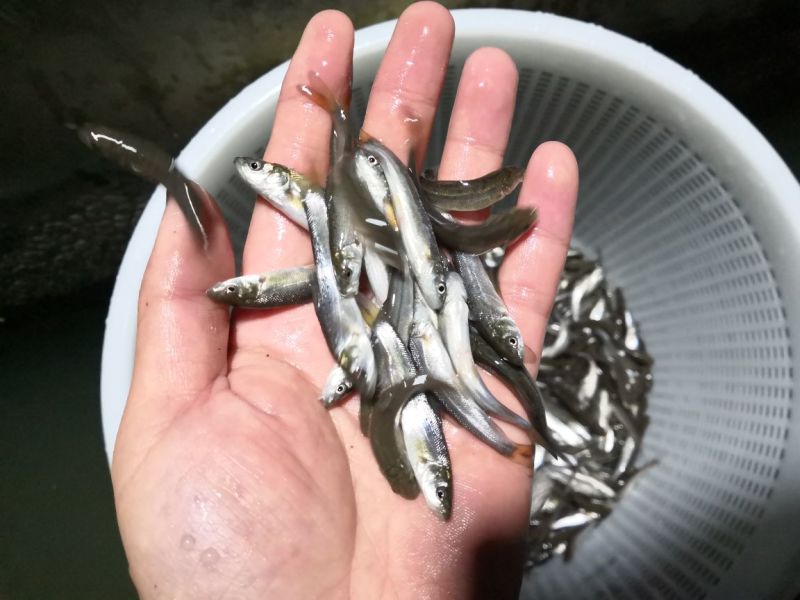 银鳕鱼鱼苗出售