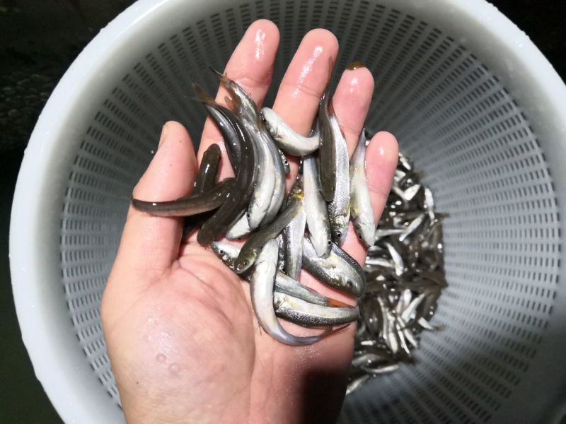 银鳕鱼鱼苗出售