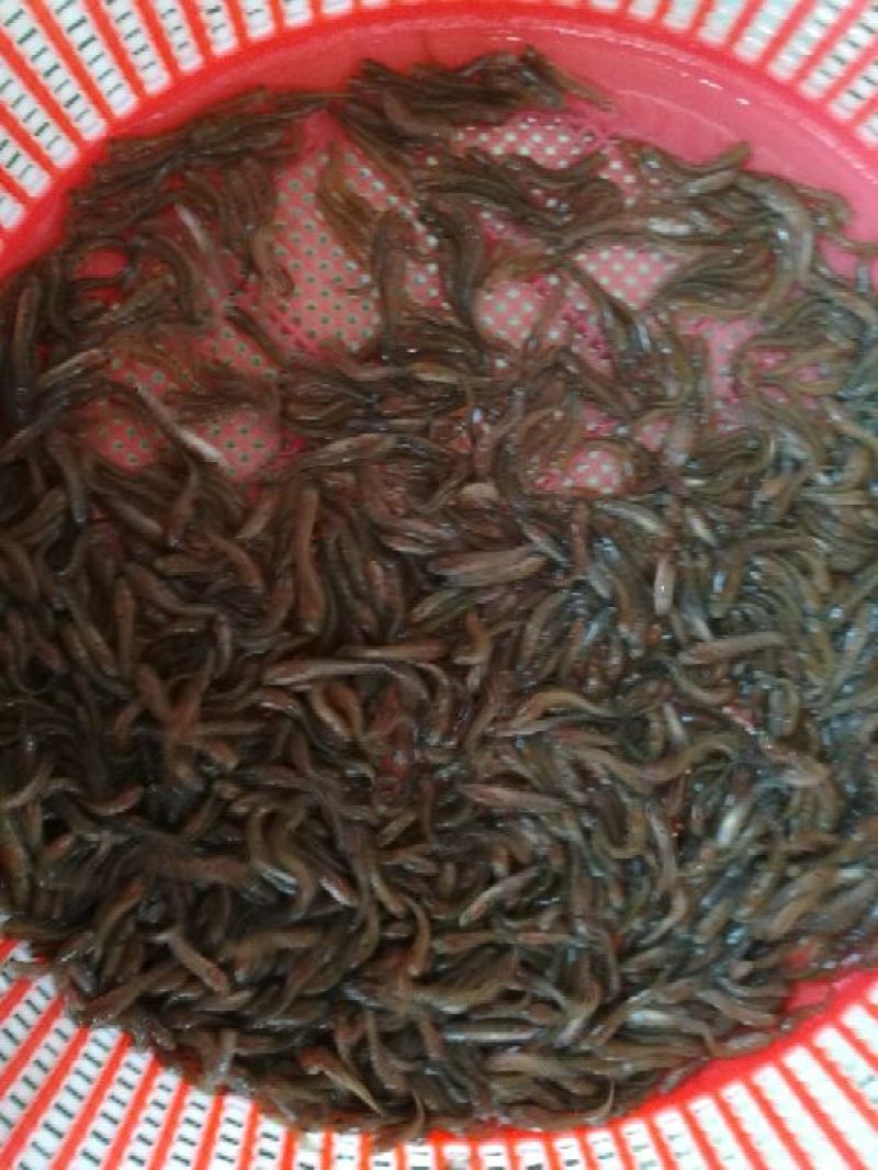 月鳢鱼苗七星鱼苗