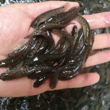月鳢鱼苗七星鱼苗